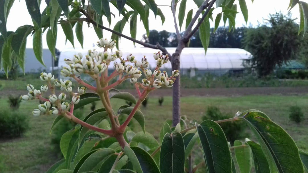 OPG Glumpak - rasadnik medonosnog bilja