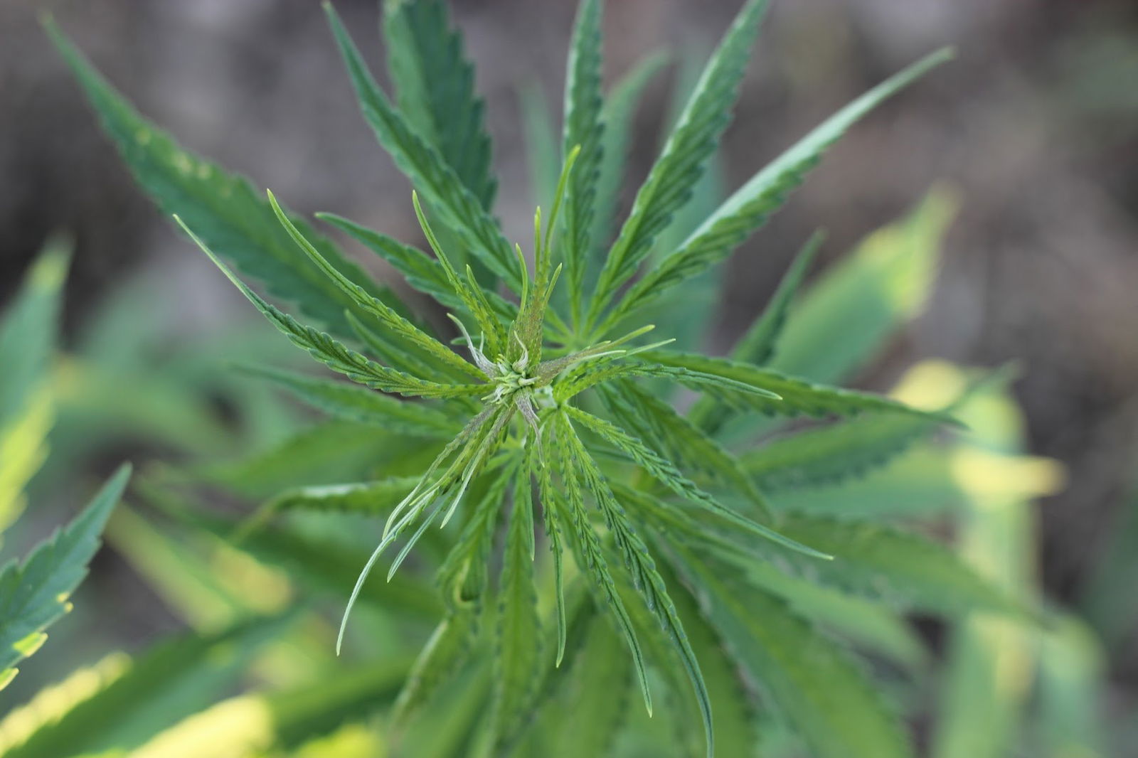 MUDRA powered by Eko Gorušica