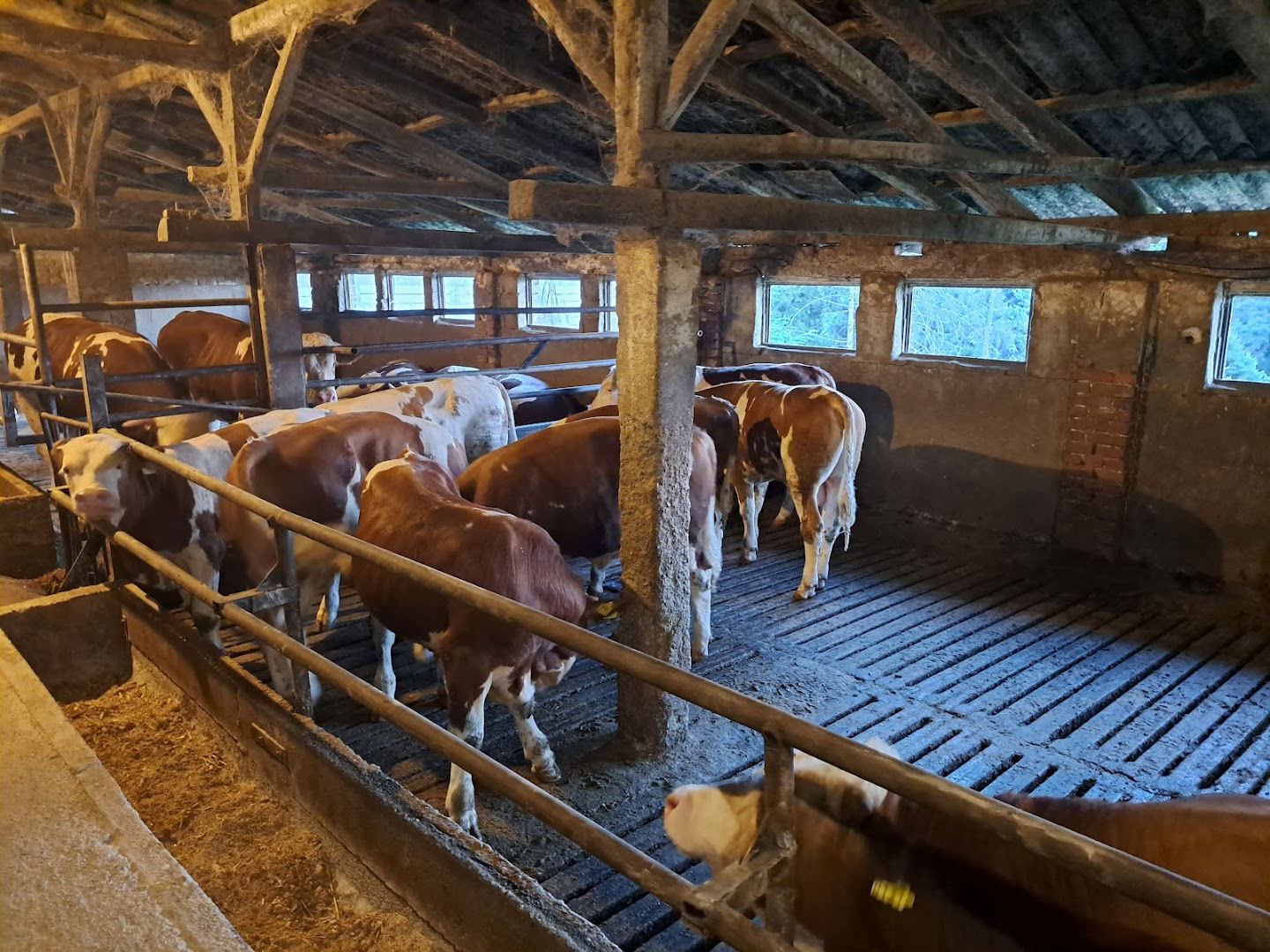 Farma junadi Rupčić