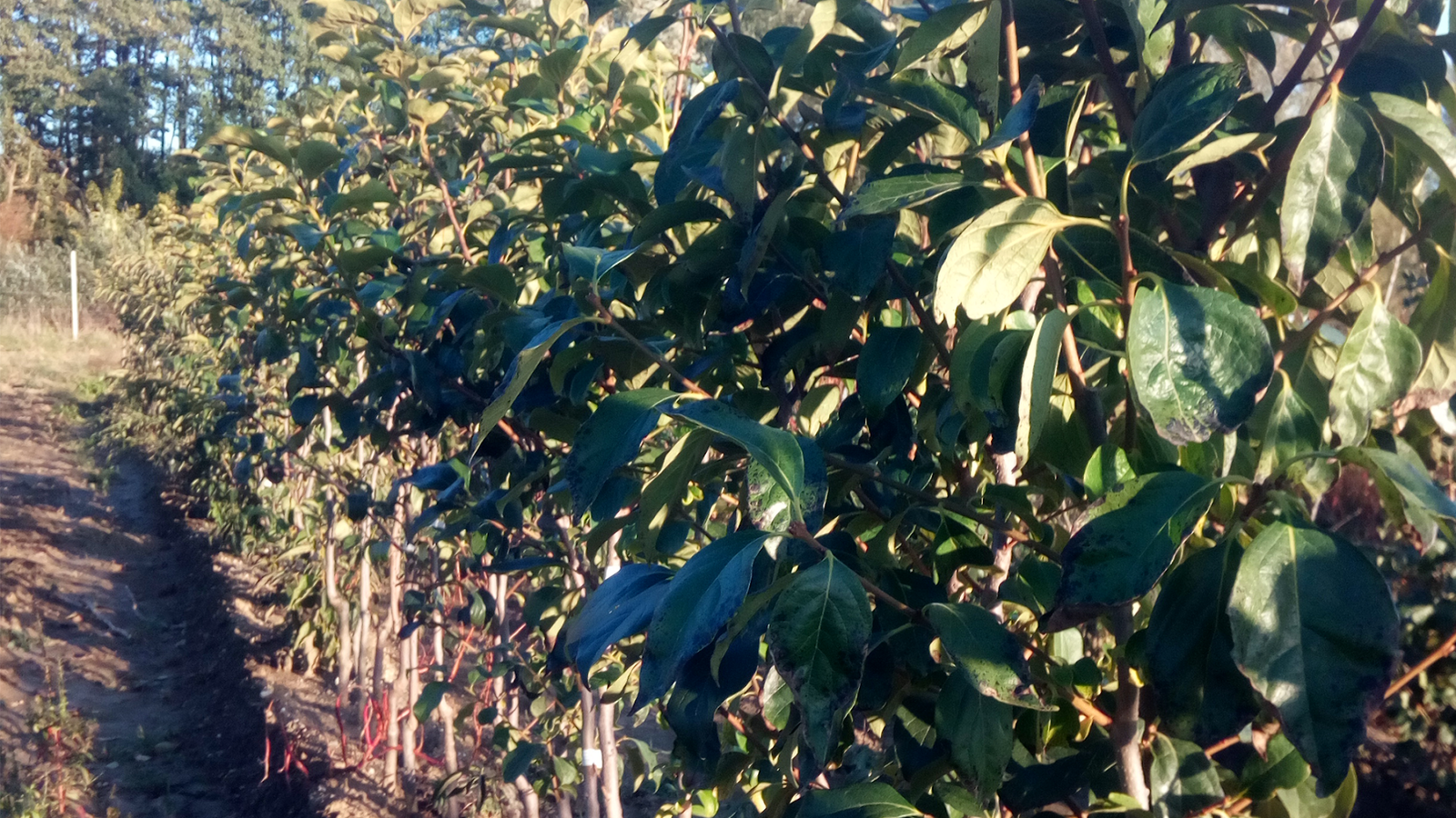 Rasadnik OPG Franjo Jurković