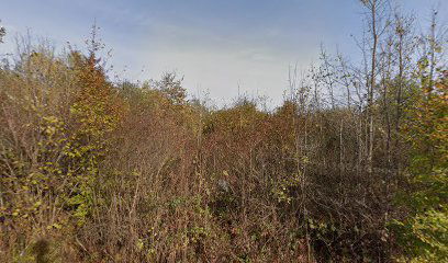 Old cemetery Trepča