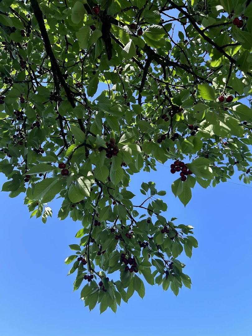 Slavce agrarian area