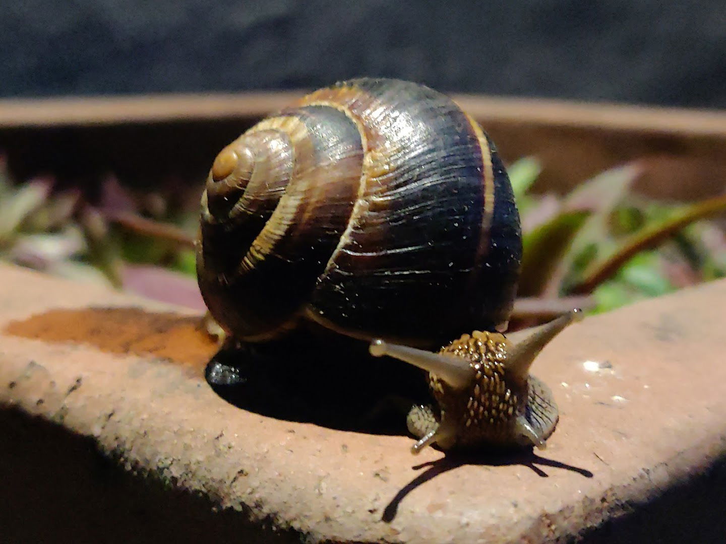 Anemona I.G.M. d.o.o.