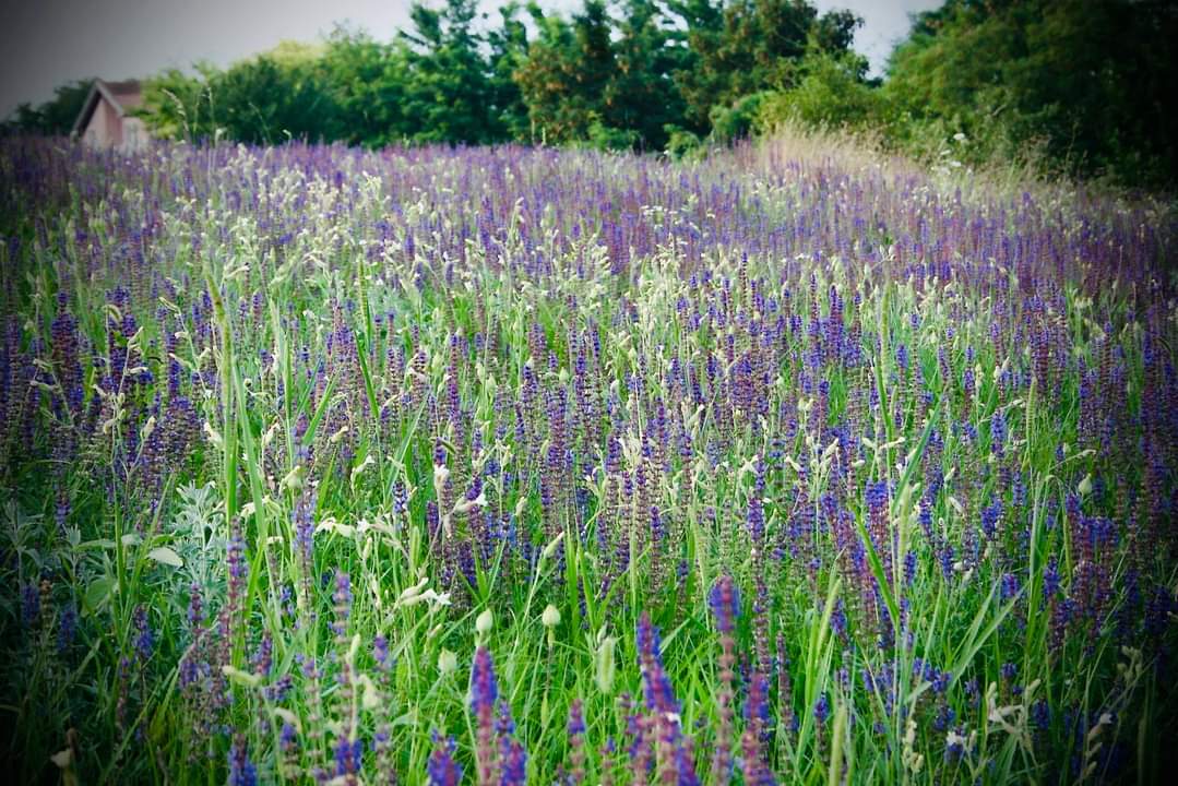 Guščijada Libaszemle