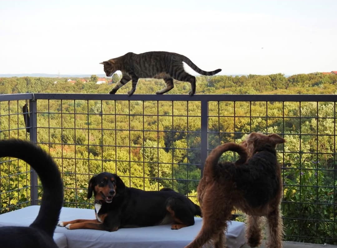 UDRUGA ZA DOBROBIT I ZAŠTITU ŽIVOTINJA TIHOTAPEC