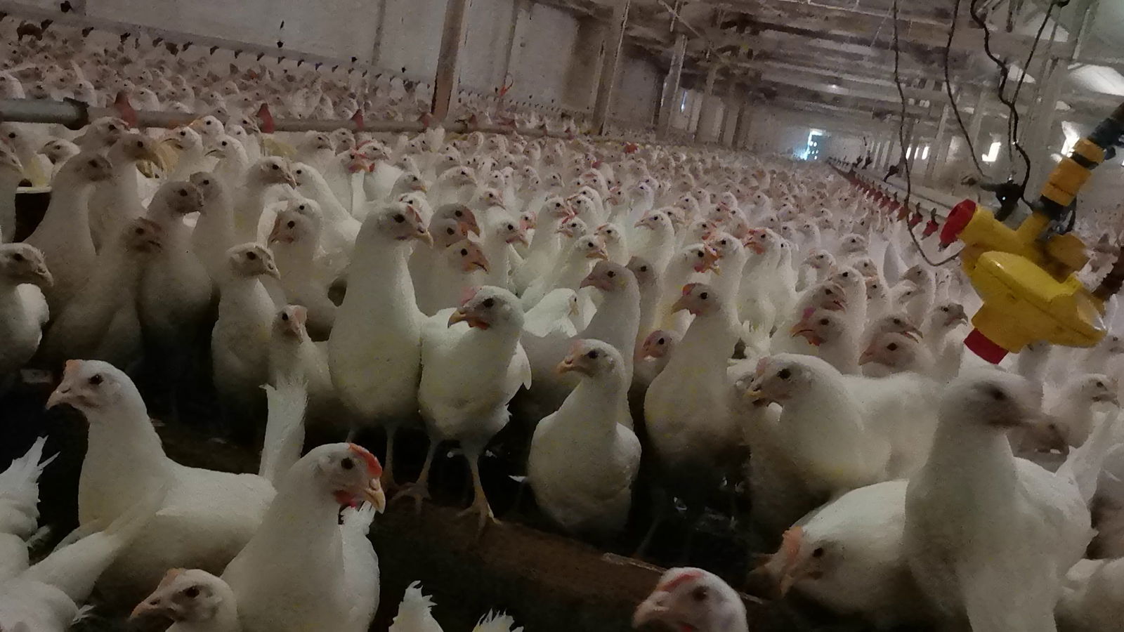 Živinarska farma Rašo Dosković