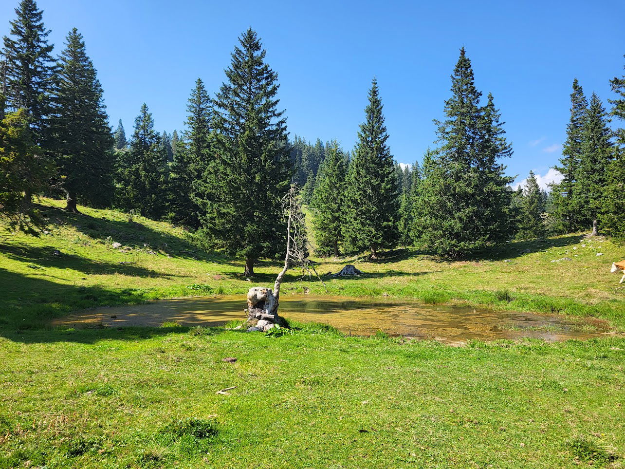 Gojška planina