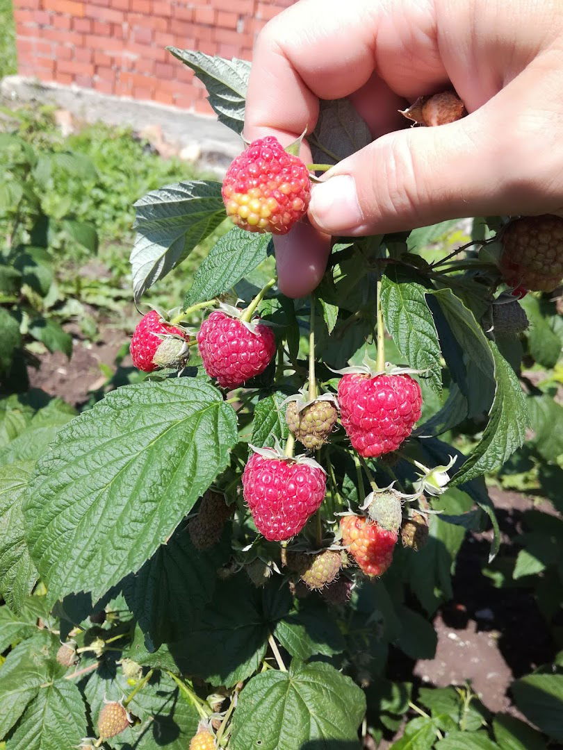 Poljoprivredno gazdinstvo PAUNIĆ ALEKSANDAR