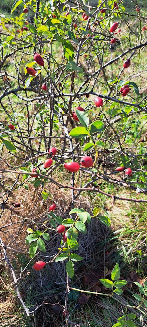 Seosko domaćinstvo Žile&Žaža