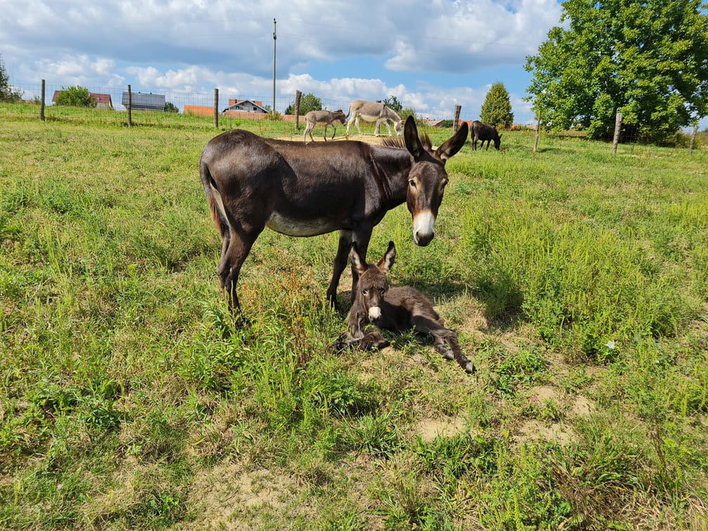 OPG Plašć – Magareće mlijeko i prirodna kozmetika