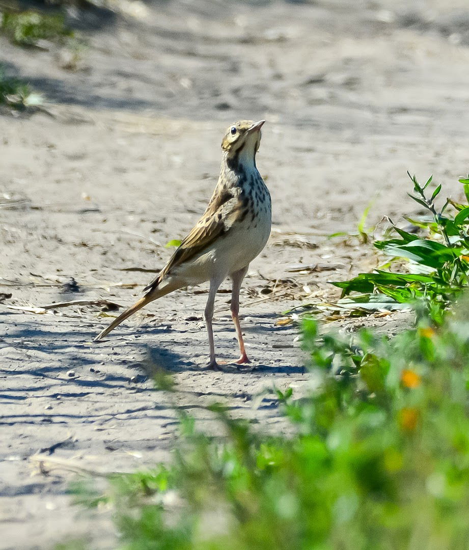 Dolovo - Deliblatska peščara (Birding place)