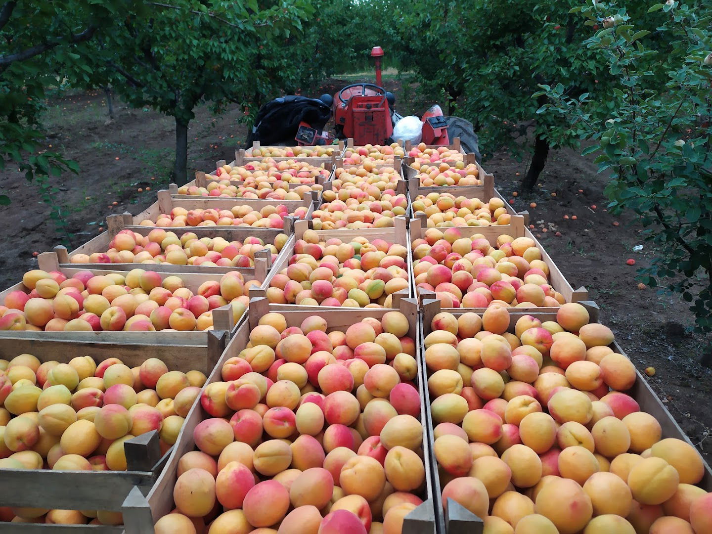 Poljoprivredno gazdinstvo "Bogosavljević"