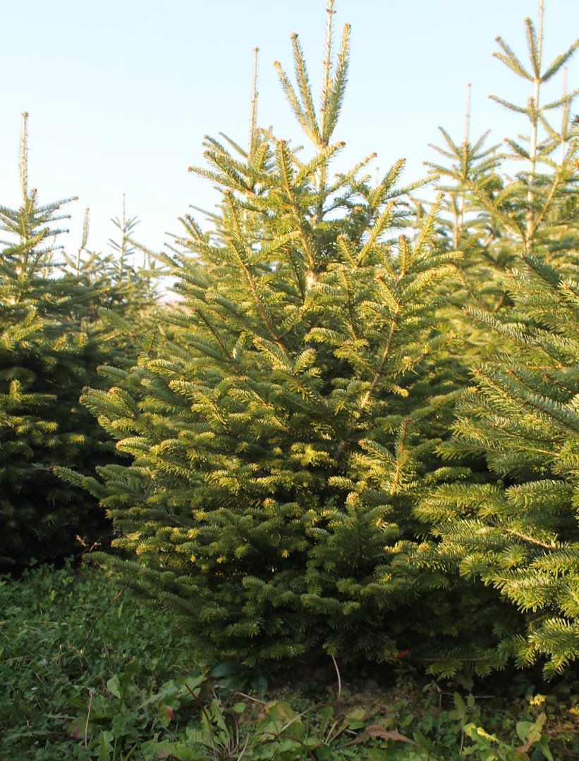 BDD - Božićna drvca Delkovec