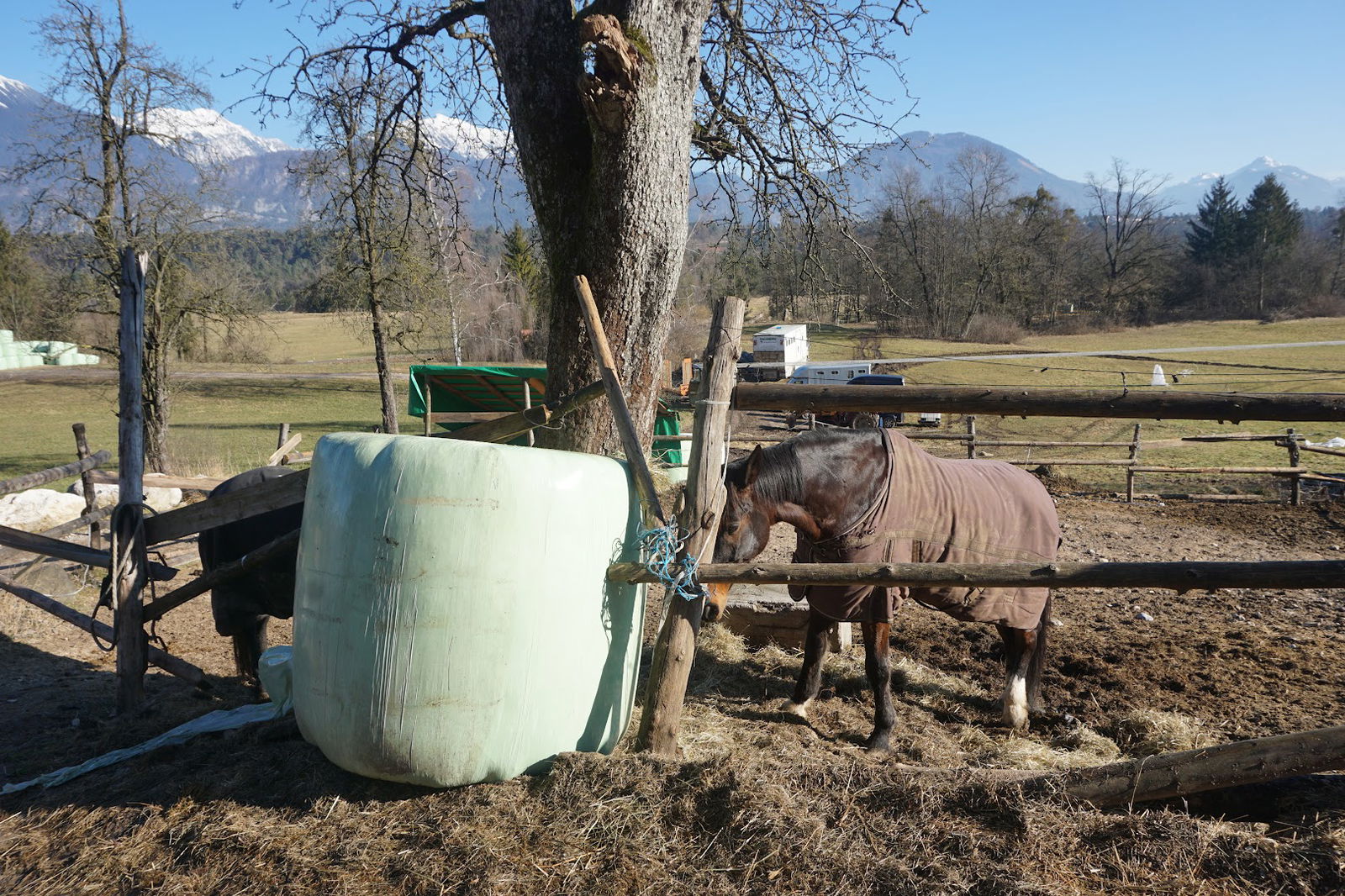 Palomino Jahalna Šola