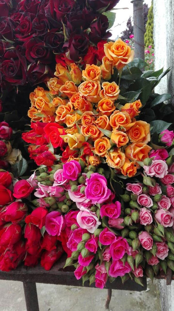 Расадник и продаја ружа "КИШ"