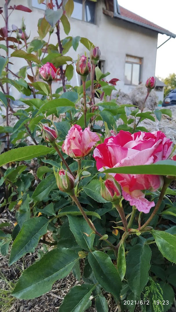 Rasadnik cveća Filipovic