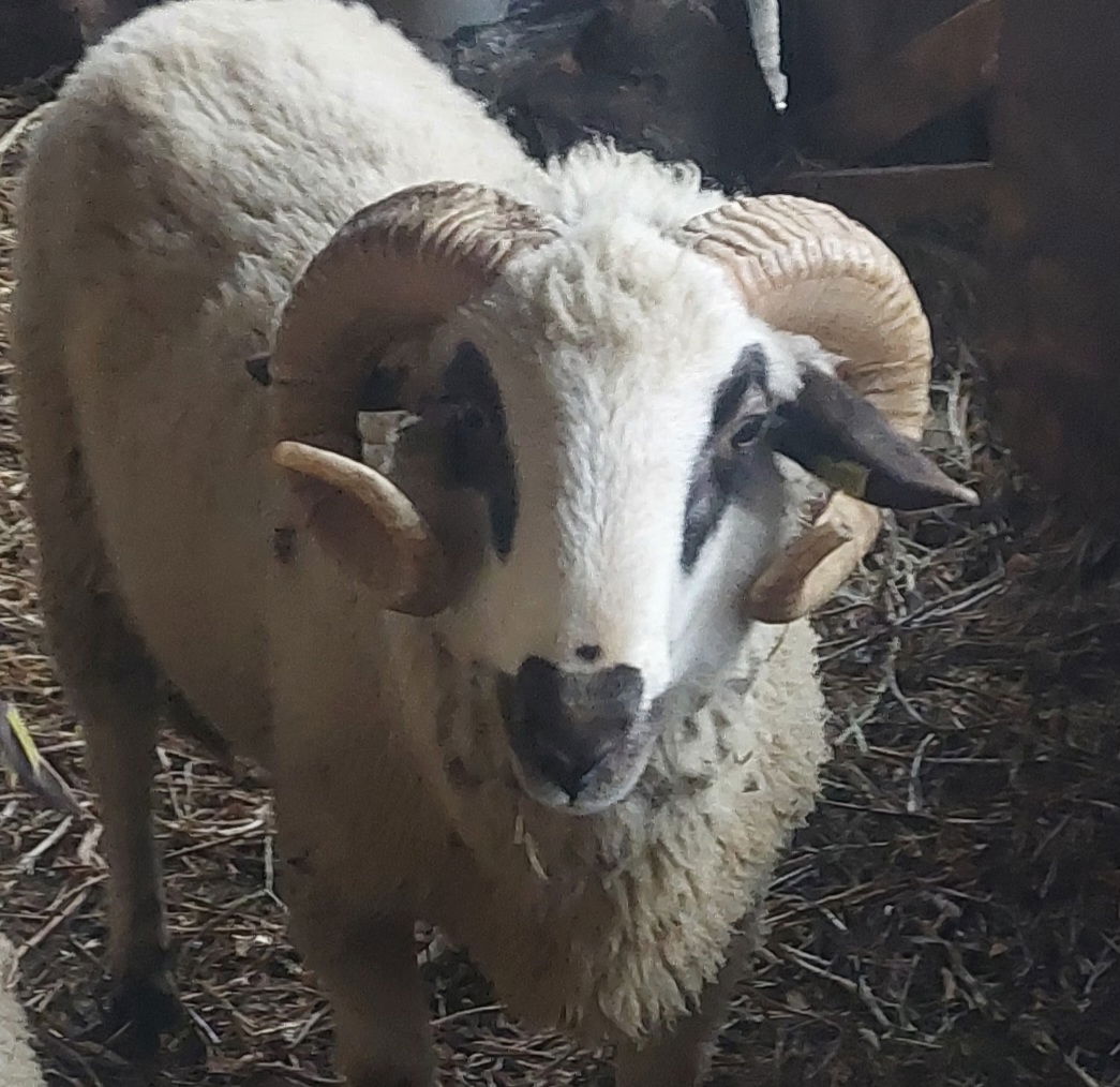 Sjenička pramenka Murkan Ljutice