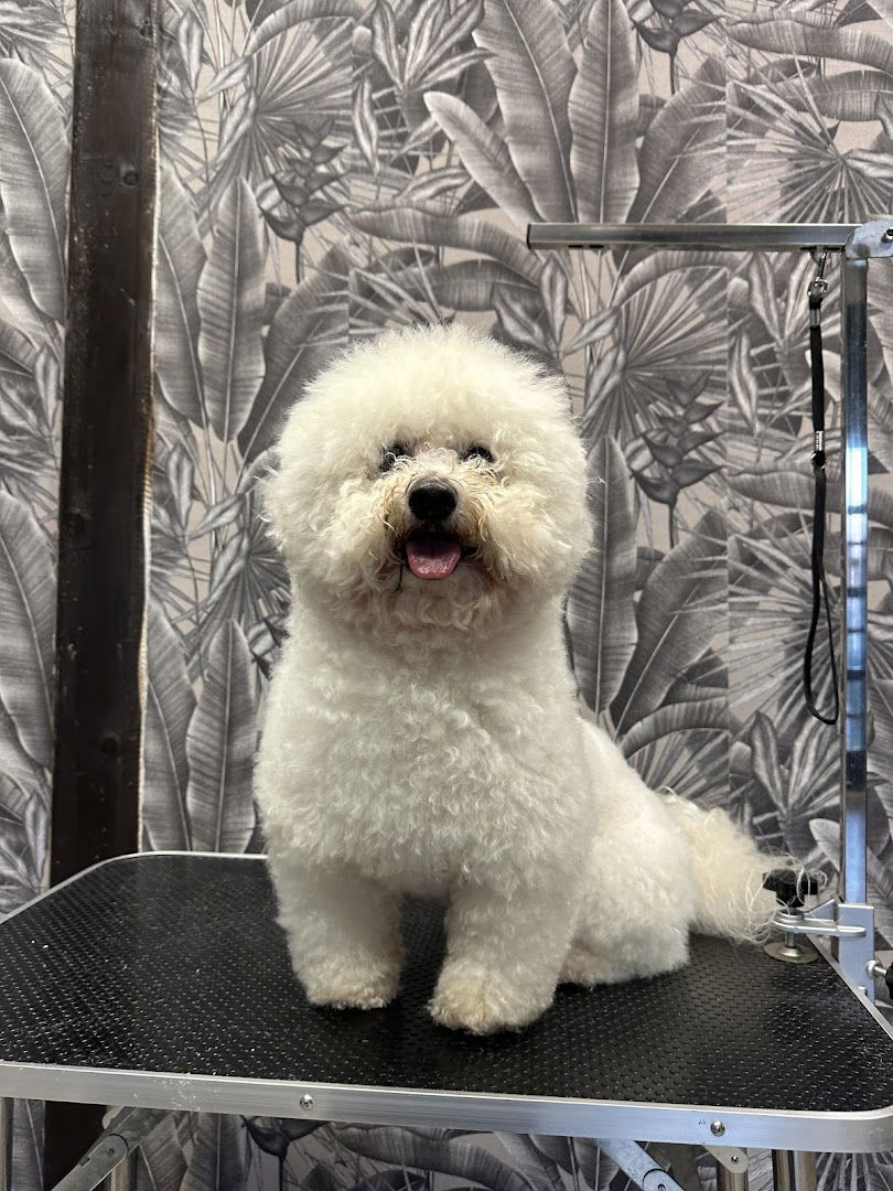 Salon za sisanje pasa Vivien