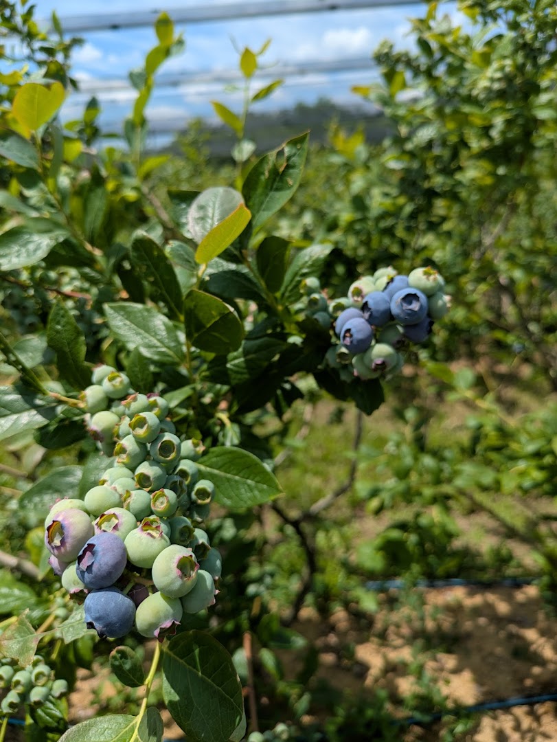 Borovnice Vukovic - Боровнице Вуковић