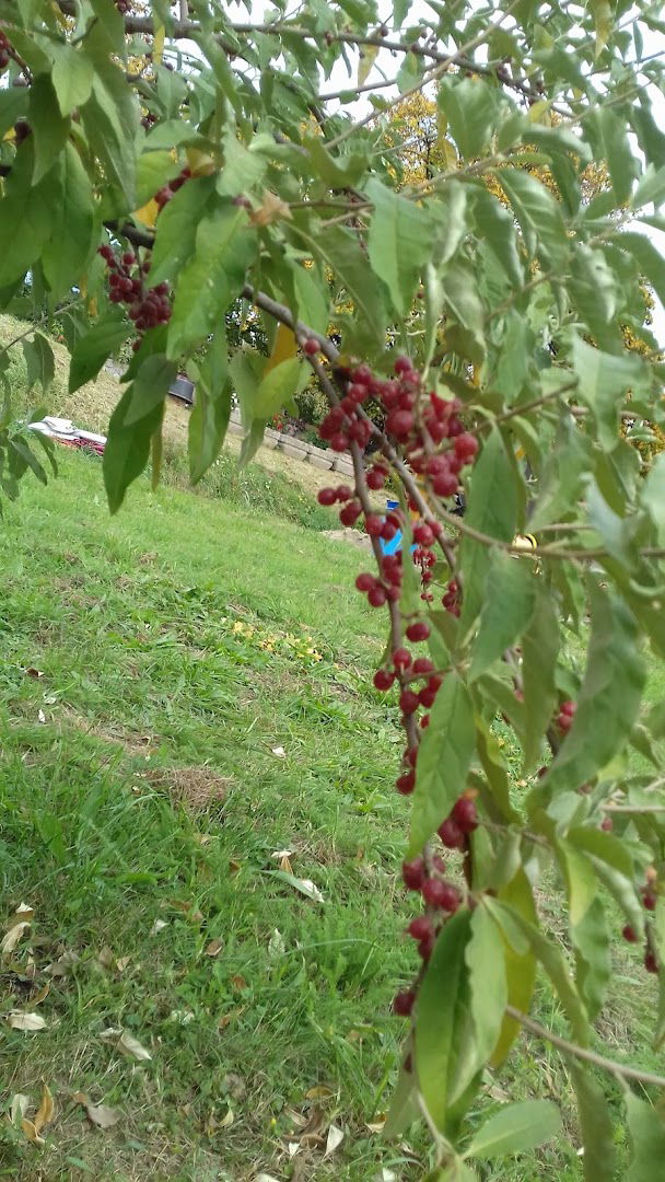 RASADNIK"SAFA KAI ŠOTO"