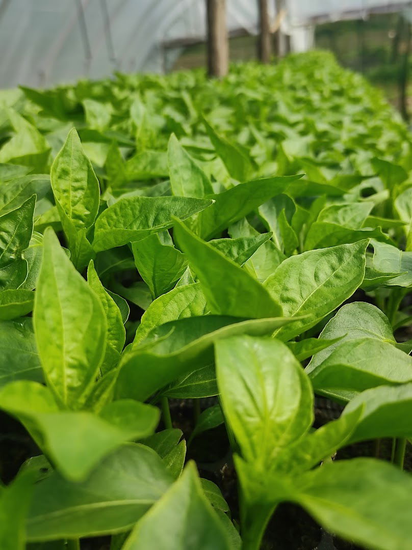 RASADNIK POVRĆA -SPASOJEVIĆ