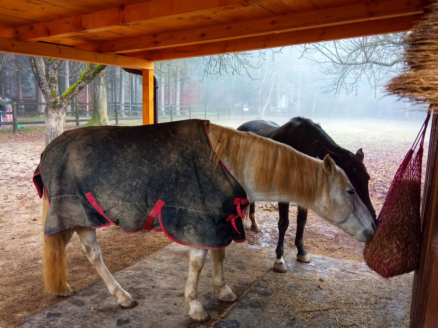 Ranch Weter - Drustvo za Zascito Konj