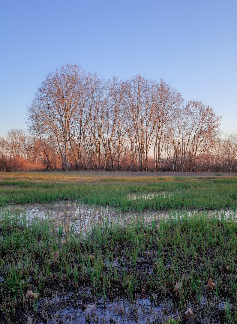 Biotopo Torbiera Selvote
