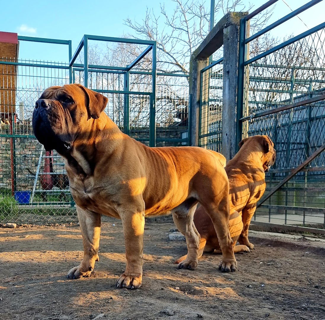 CONAN BOERBOELS