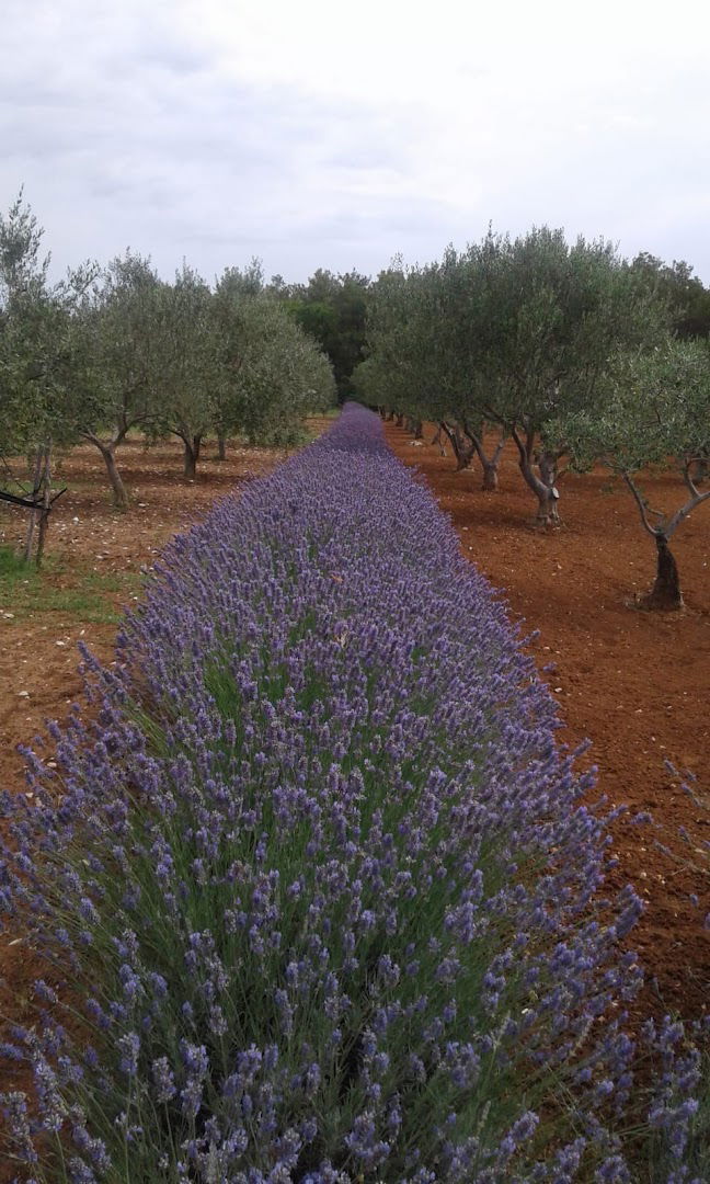 OPG Lavanda