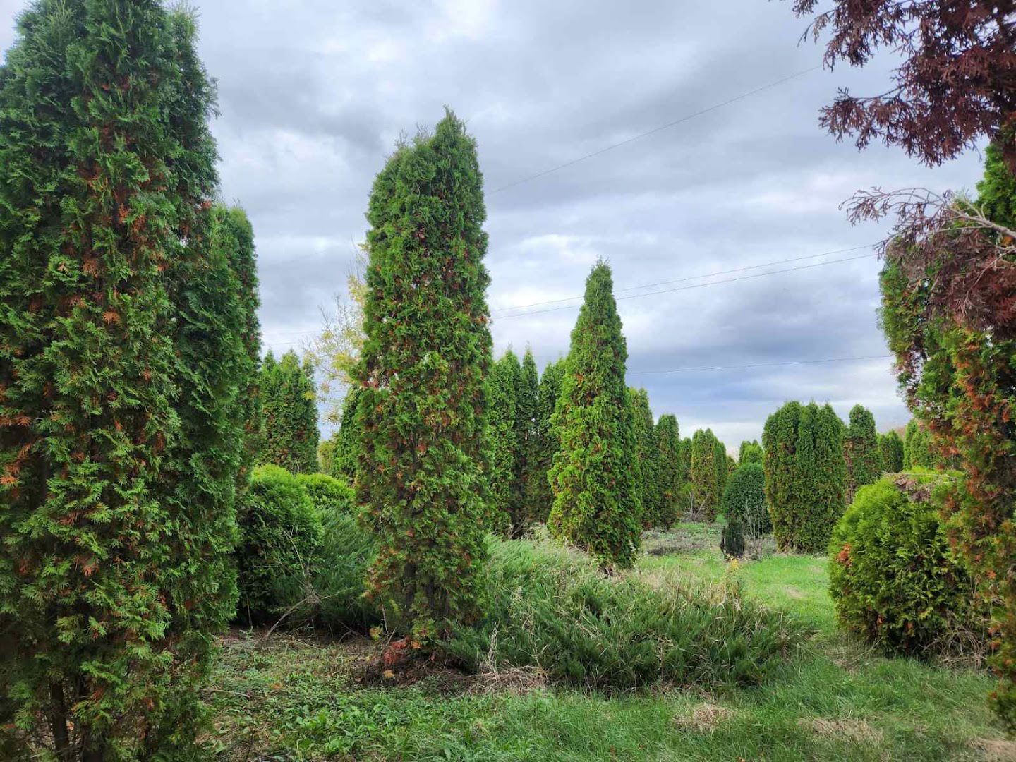 Navas Park Prirode - Ex. Rasadnik Tuja