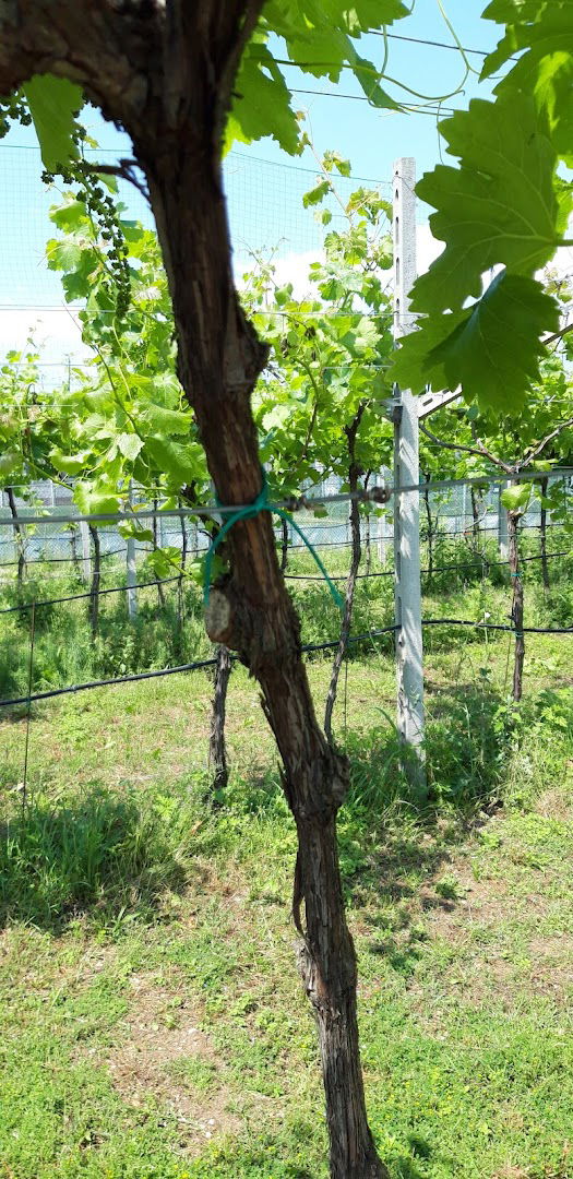 Agricola Valle Tagli S.R.L.