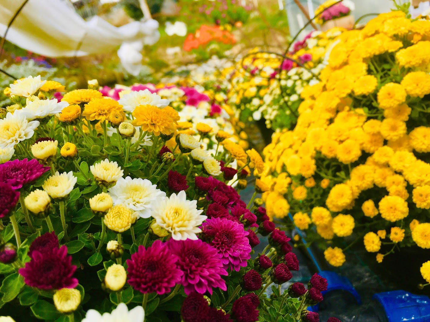 ROSES passion, obrt za cvjećarsko aranžerske usluge, trgovinu i proizvodnju, vl. Marjana Tkalec
