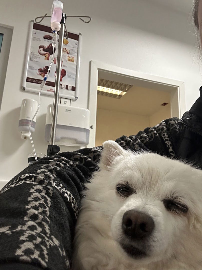 PET VET Specijalistička veterinarska praksa