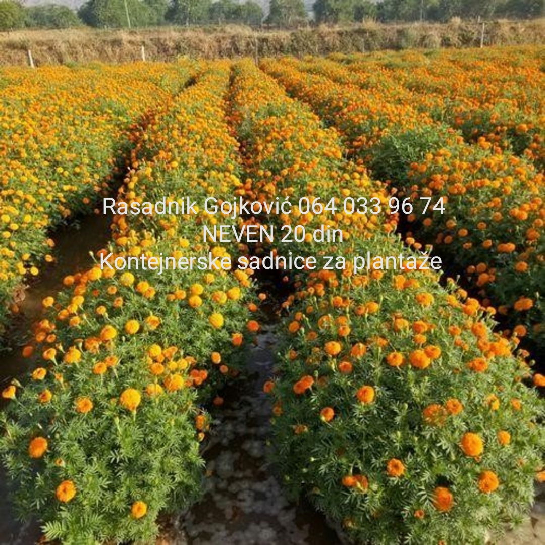 Chrysanthemum nursery Gojković