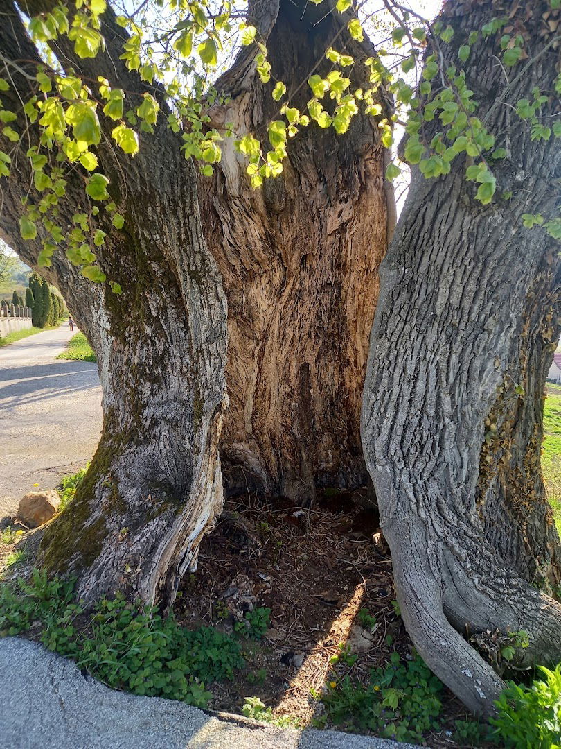 Drvo lipe Planina Donja