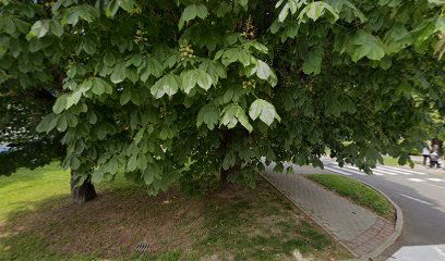 Priča o biciklu Od Leonarda da Vincija do danas