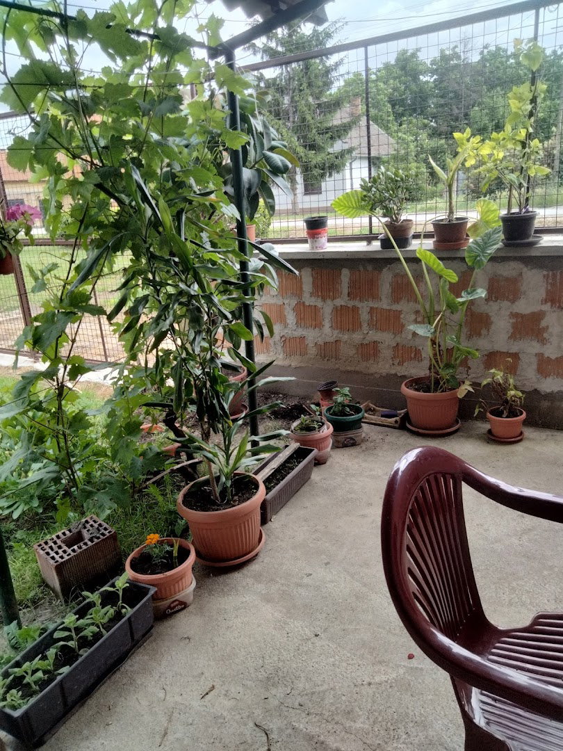 Gomex, Banatski Brestovac