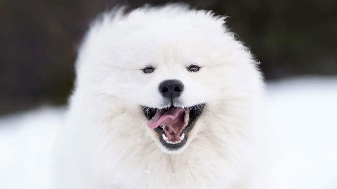 Samoyeds kennel for Love