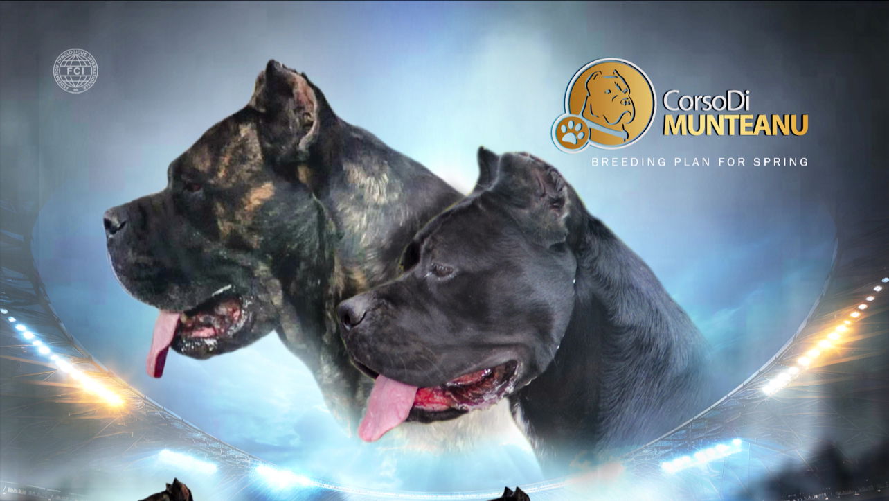 Cane Corso Di Munteanu Kennel