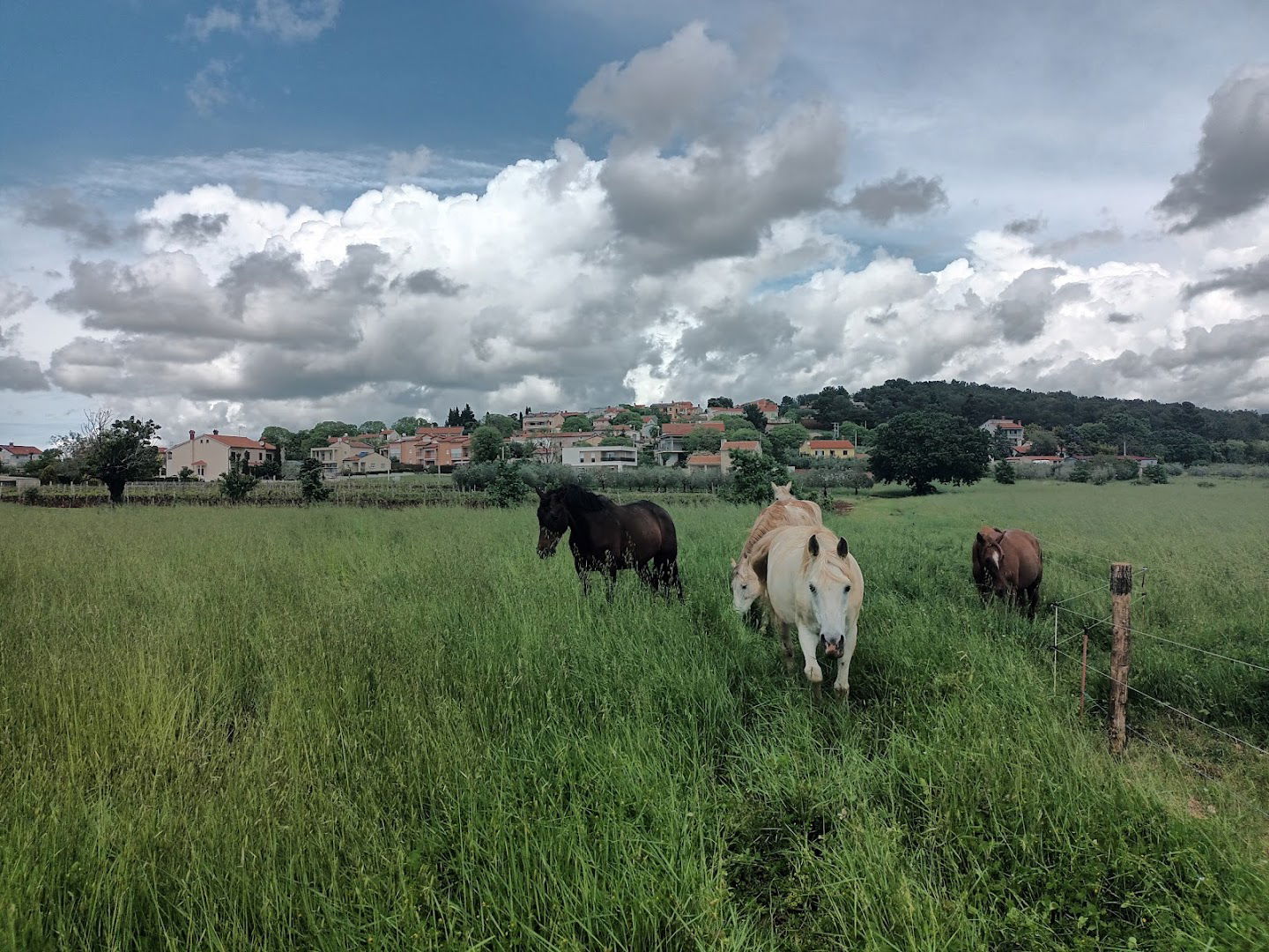 Equestrian/ Horse riding club Philipos Poreč