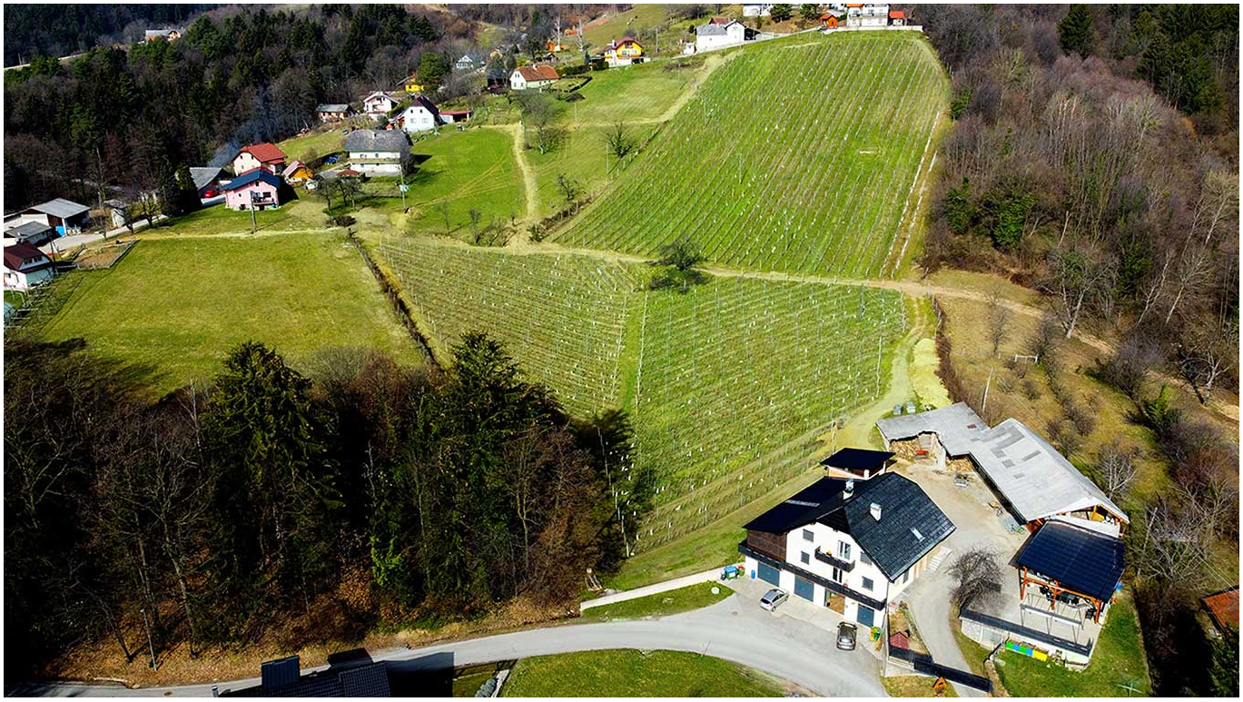 Vinogradništvo Rok Stožer Papež