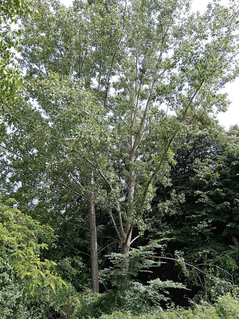 Извор Кумпула