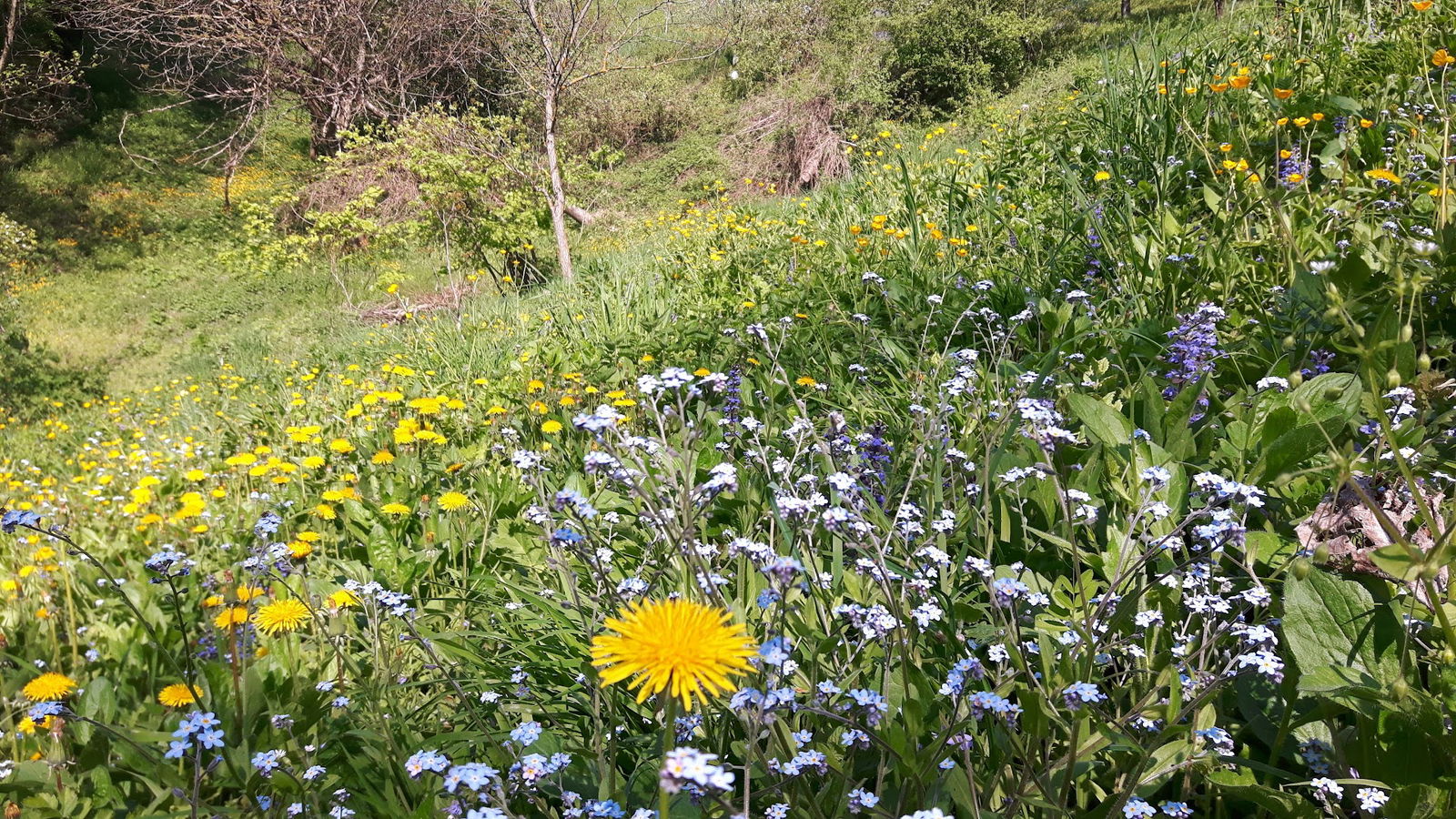 Društvo za aktivno preživljanje prostega Časa
