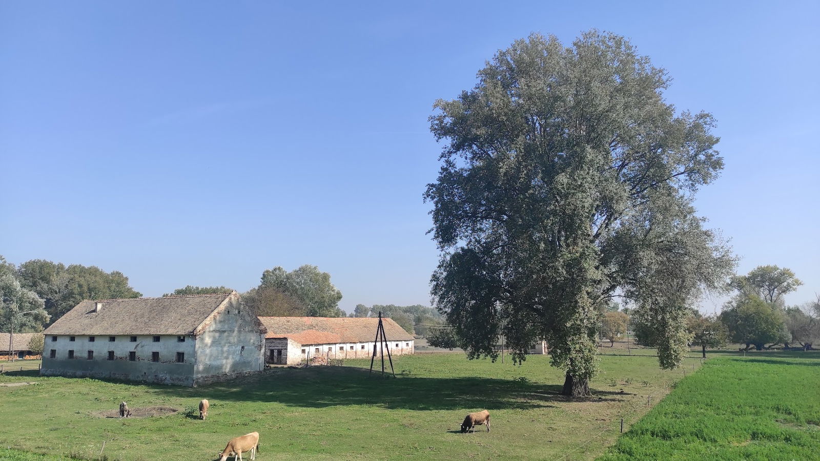 Farma vodenih bivola