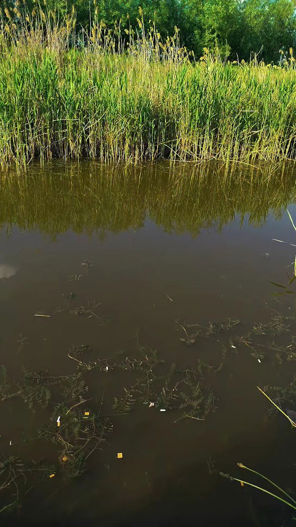 Пецањеште Шкундрића