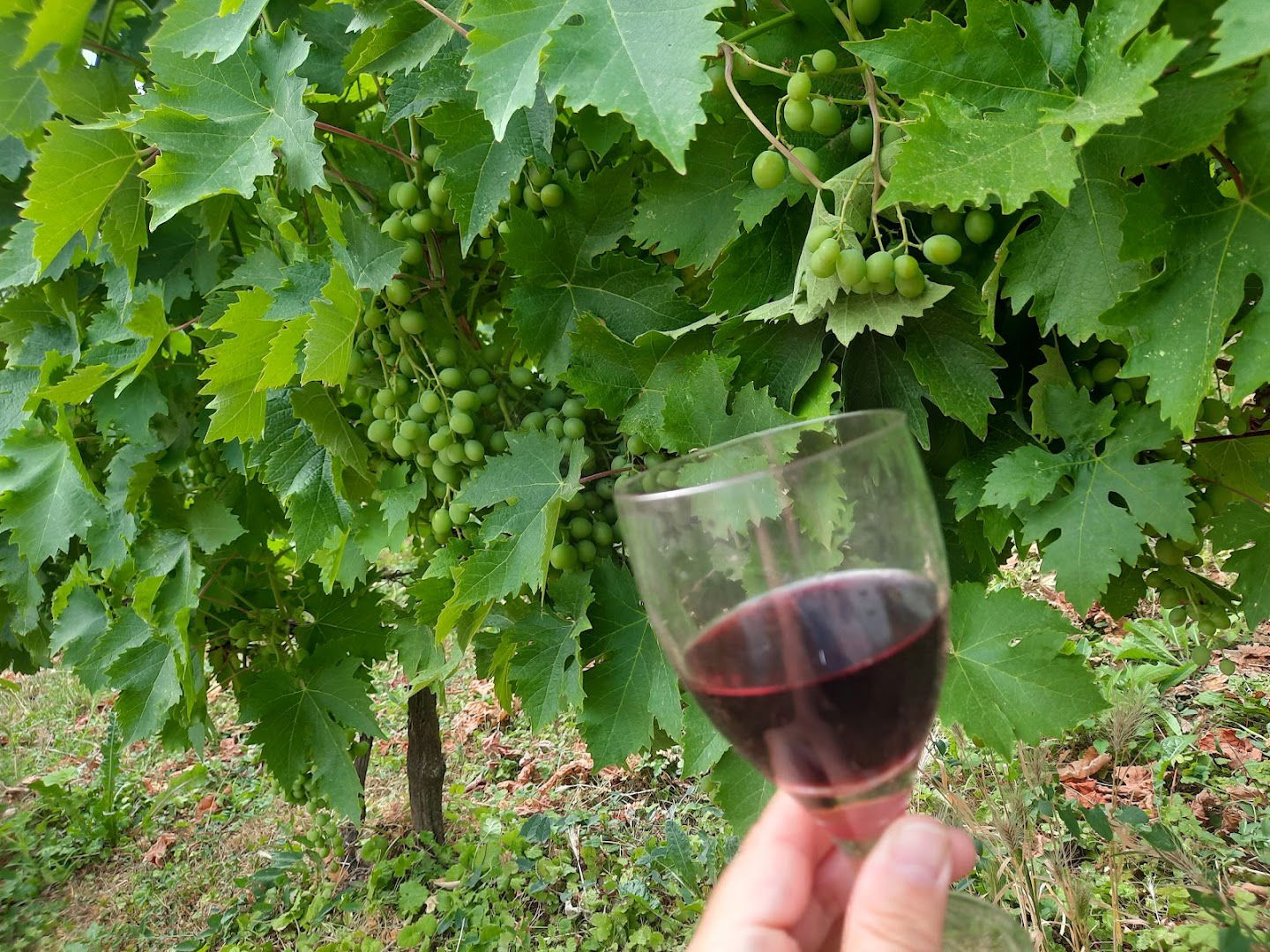 Vinski podrum Kirkov