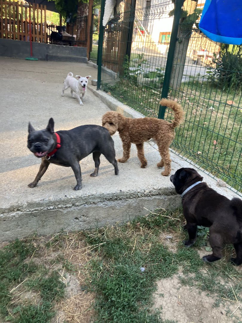 Pansion za pse - Tufna’s House