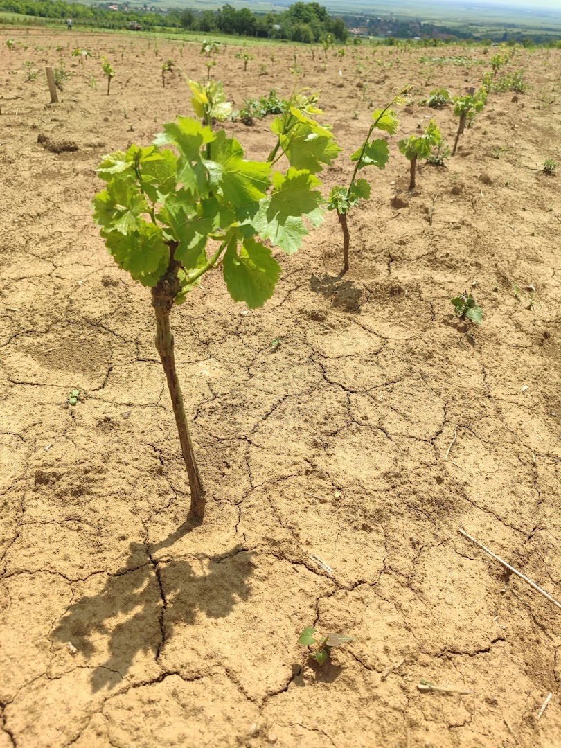 Vinogradi Gore u dolji