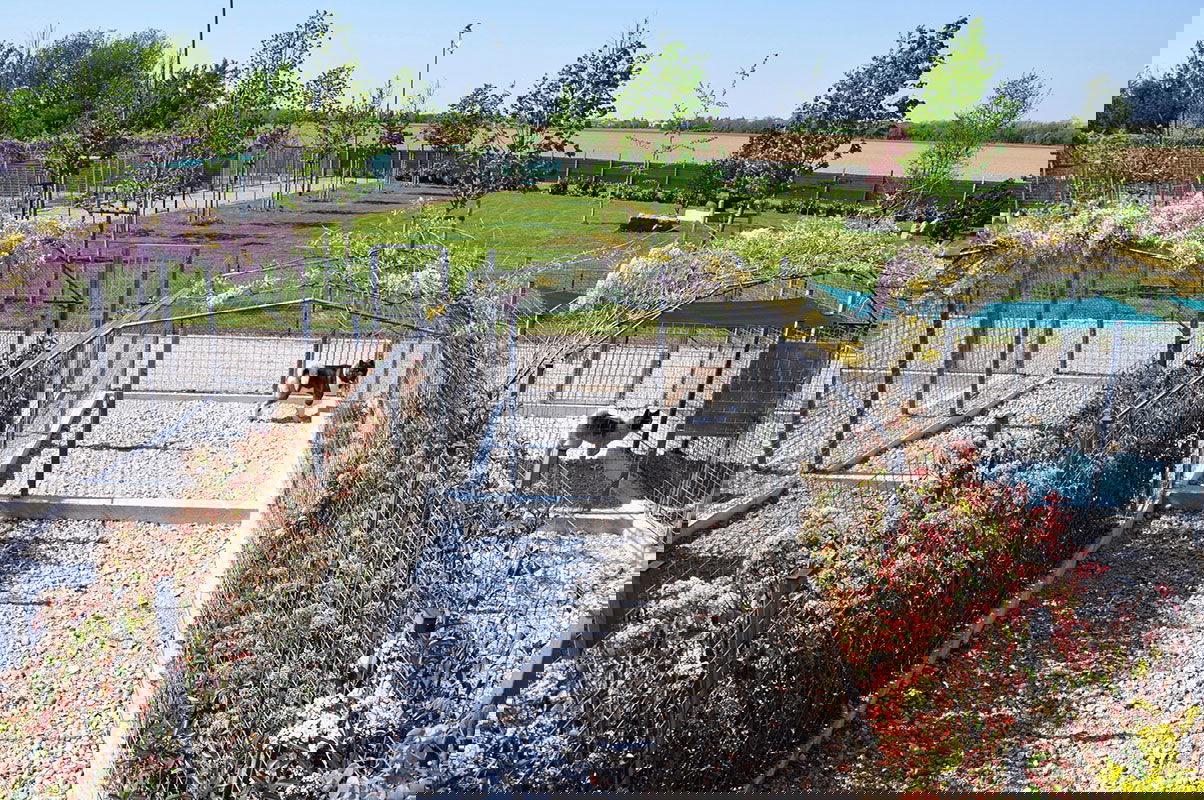 Allevamento Newstarwood