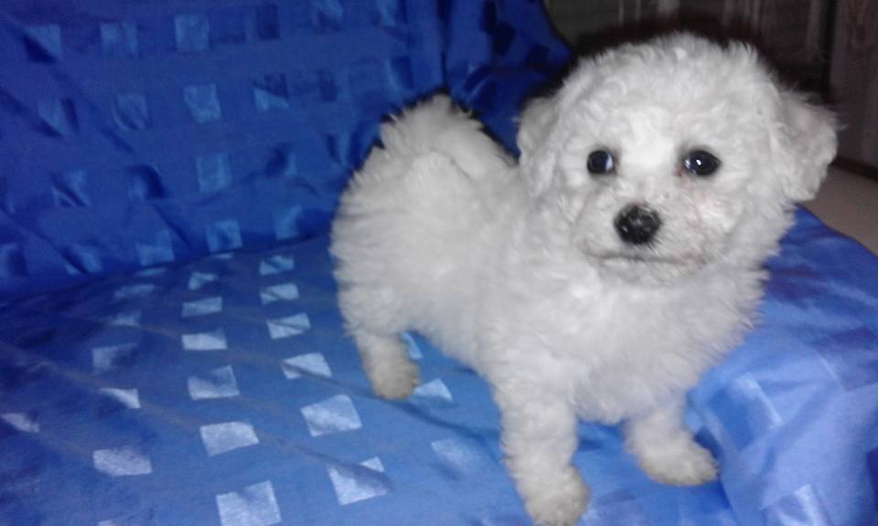 Bichon frise - Kovrdžavi Bišon - Serbia